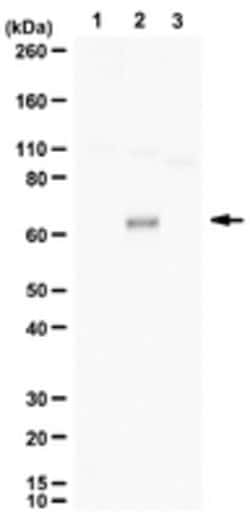 ZBTB4 (KAISO-L1) Rabbit anti-Human, Polyclonal, MilliporeSigma 25 &mu;g;Unconjugated:Antibodies,